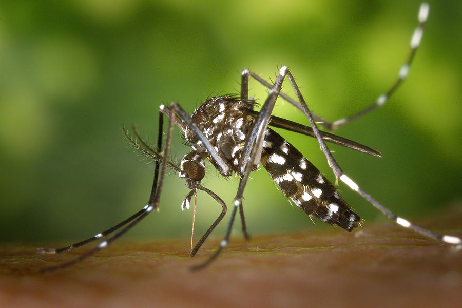dengue, chikungunya, yellow fever, mosquito-borne disease Kerala