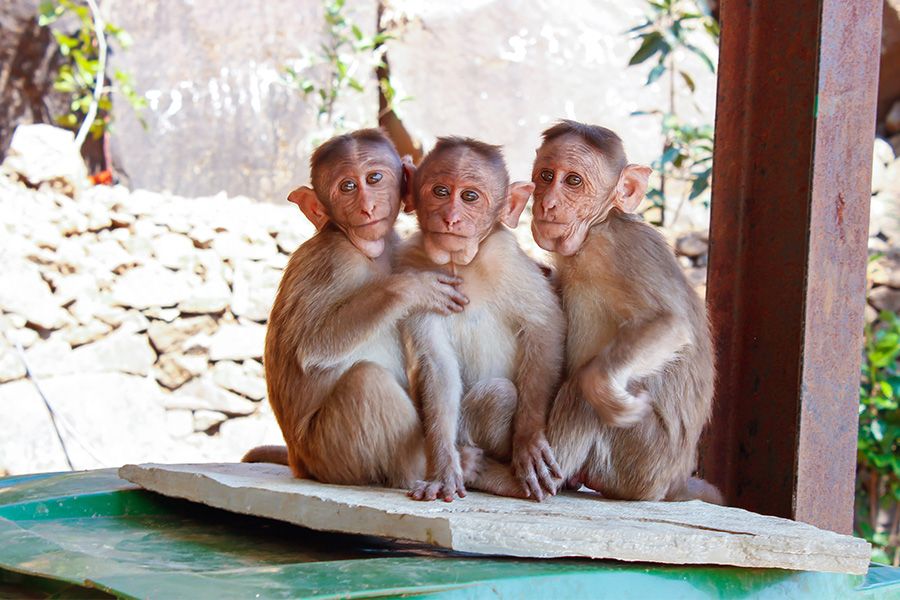Health news Monkey fever  confirmed  Wayanad Kerala