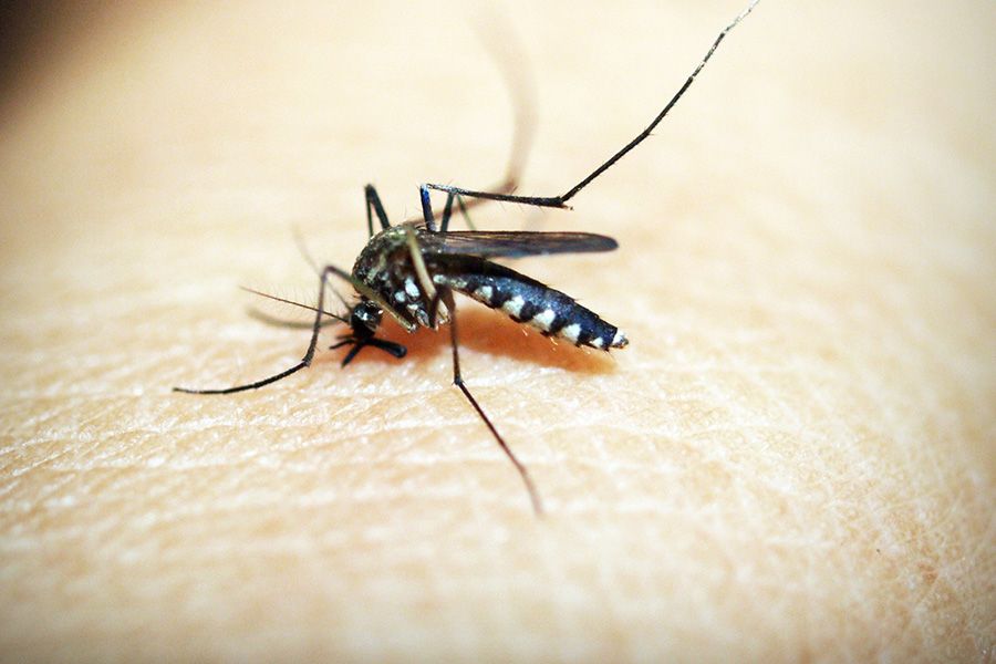 King of Diseases Malaria is Now Easily Preventable